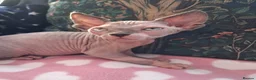 Sphynx cats for sale: Sphynx kittens - Advert 5