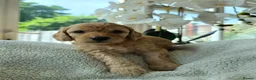 Cockapoo dogs for sale: 4 x F2 cockapoos - Advert 5
