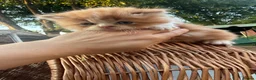 Persian cats for sale: Stunning persian kittens  - Advert 5