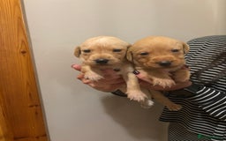 Labrador Retriever dogs for sale: KC Yellow Labradors - Image 2