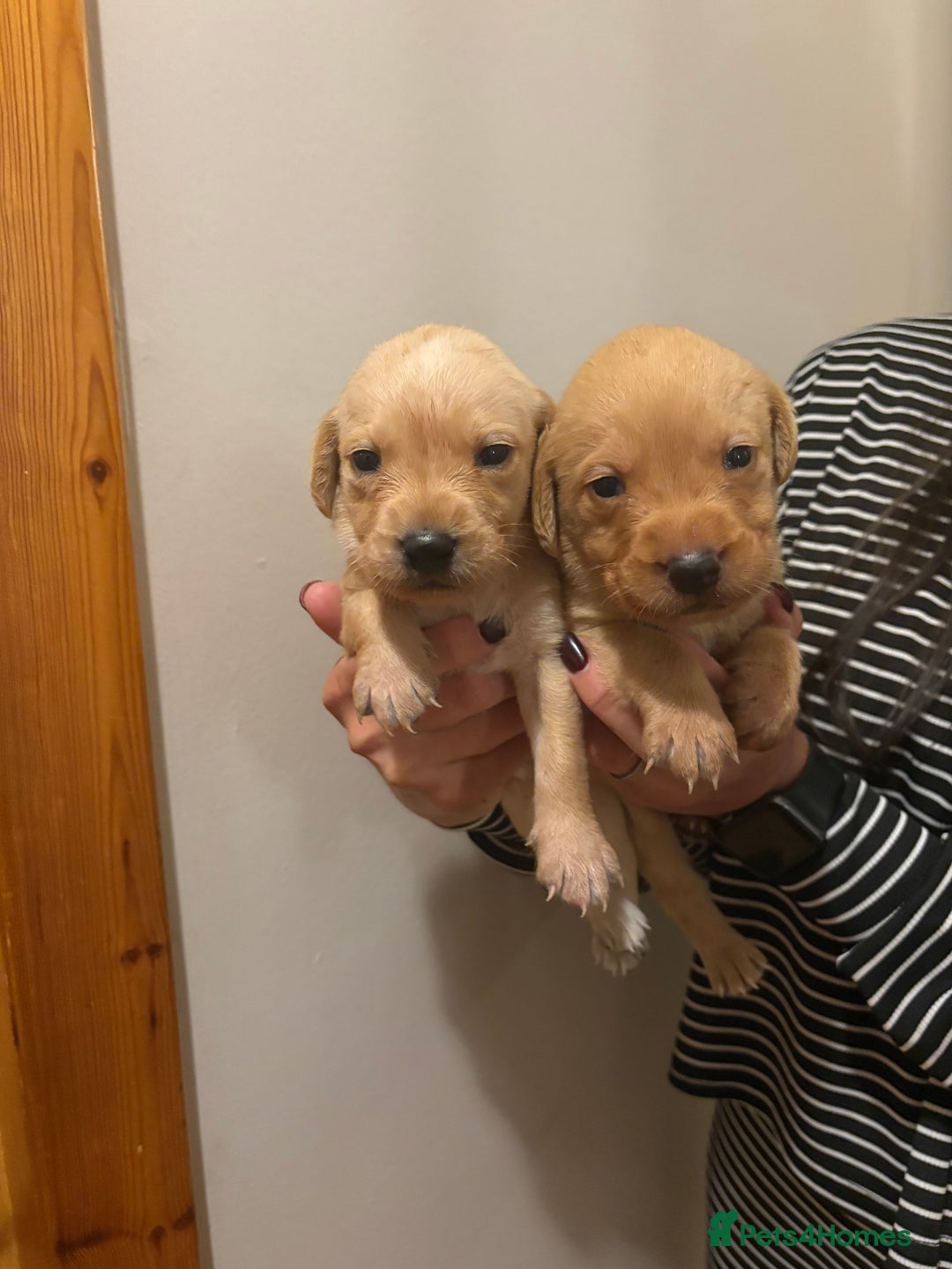 Labrador Retriever dogs for sale: KC Yellow Labradors - Image 2