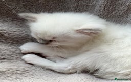 Ragdoll cats for sale: Blue mitted and bicolour ragdolls - Image 18