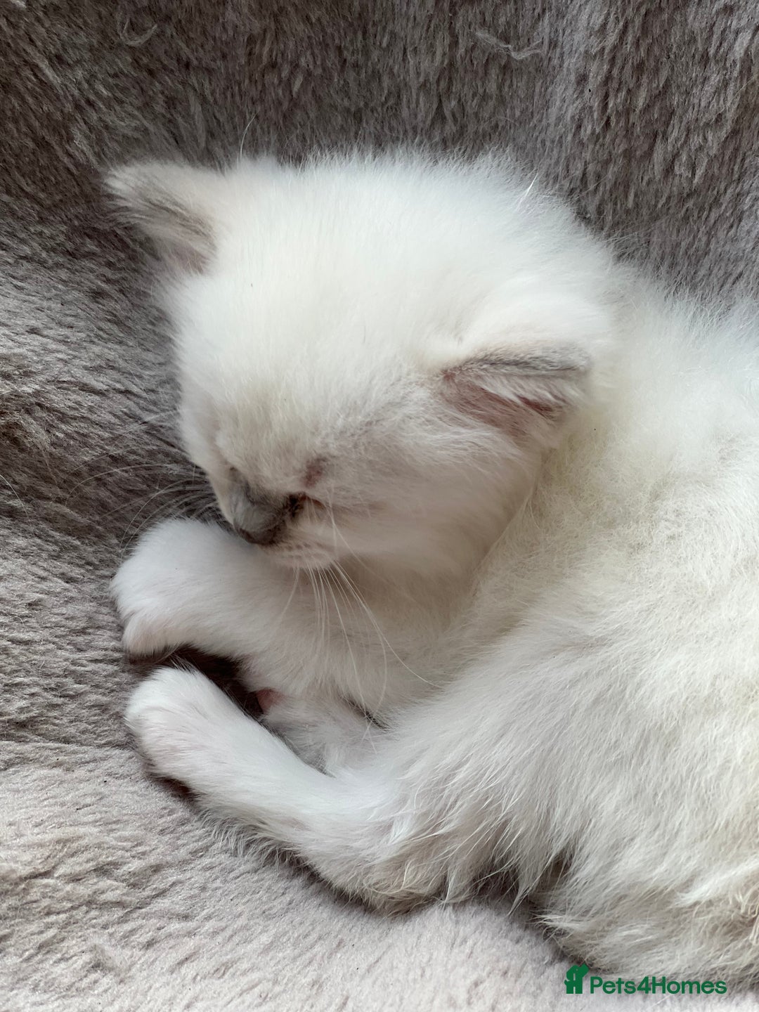 Ragdoll cats for sale: Blue mitted and bicolour ragdolls - Image 18