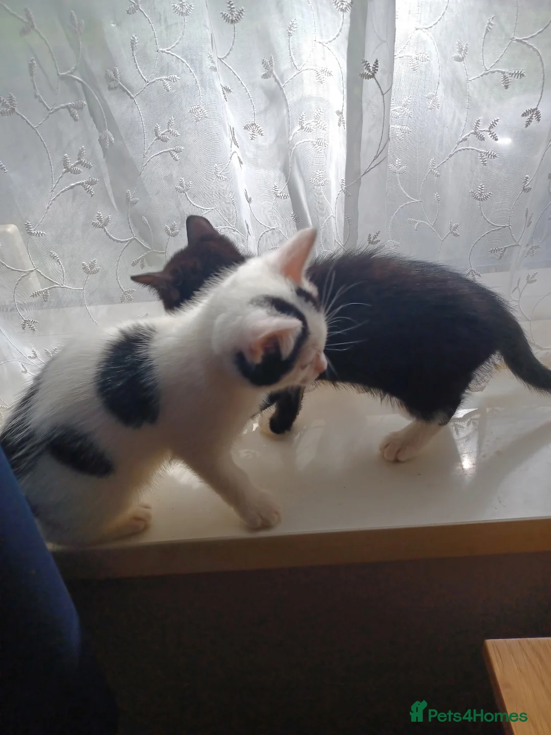 Mixed Breed cats for sale: Kittens - Advert 1