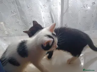 Mixed Breed cats Kittens - Advert 1