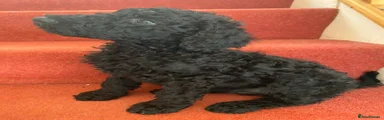 Standard Poodle 4
