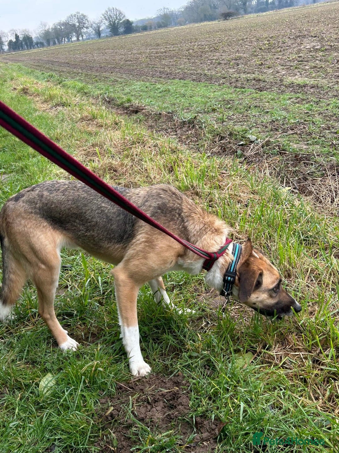 Mixed Breed dogs for adoption: Teddy - Norwich Norfolk  in Norwich - Image 5