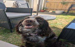Cocker Spaniel dogs for sale: Female cocker spaniel PLEASE READ ADVERT - Image 2