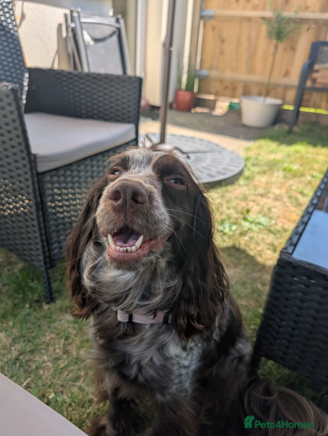 Cocker Spaniel dogs for sale: Female cocker spaniel PLEASE READ ADVERT - Image 2