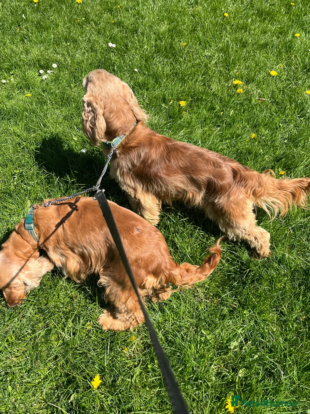 Cocker Spaniel dogs for sale: Kc show cocker spaniels - Advert 11