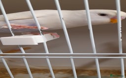 Budgerigars birds for sale: Budgies for sale - Image 7