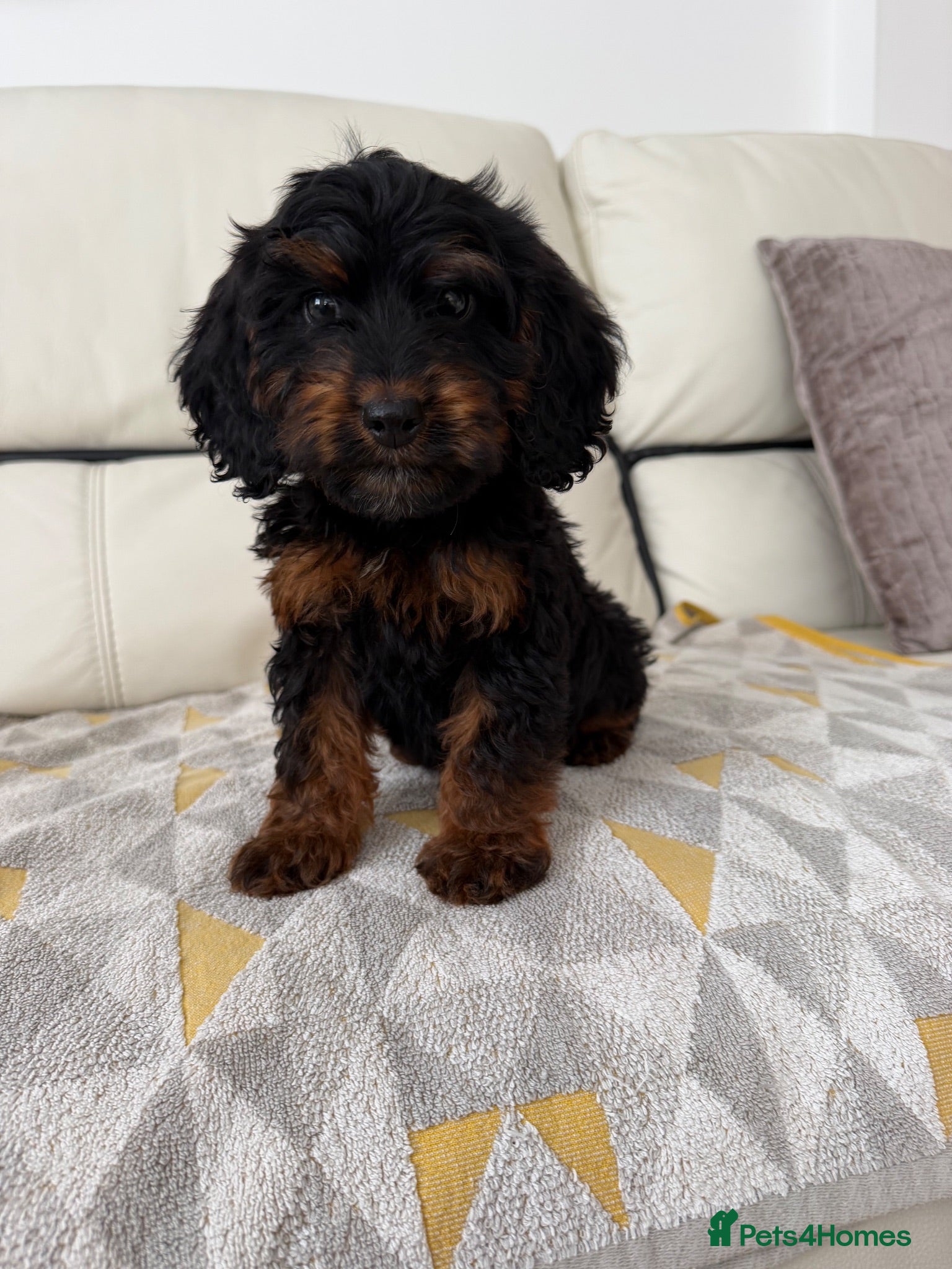 Cockapoo dogs Cockapoos ready now  - Advert 1