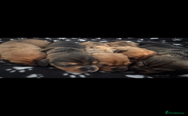 Dachshund dogs - Advert 4
