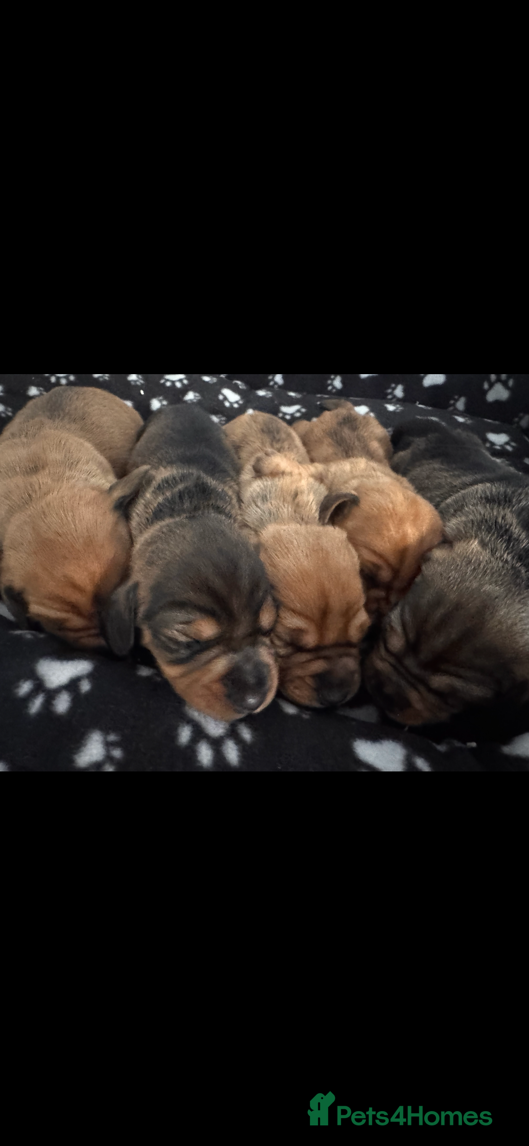 Dachshund dogs for sale: Dachshund/ long haired  - Image 1