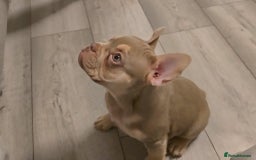French Bulldog dogs for sale: Last of the litter female new shade isabella - Advert 2
