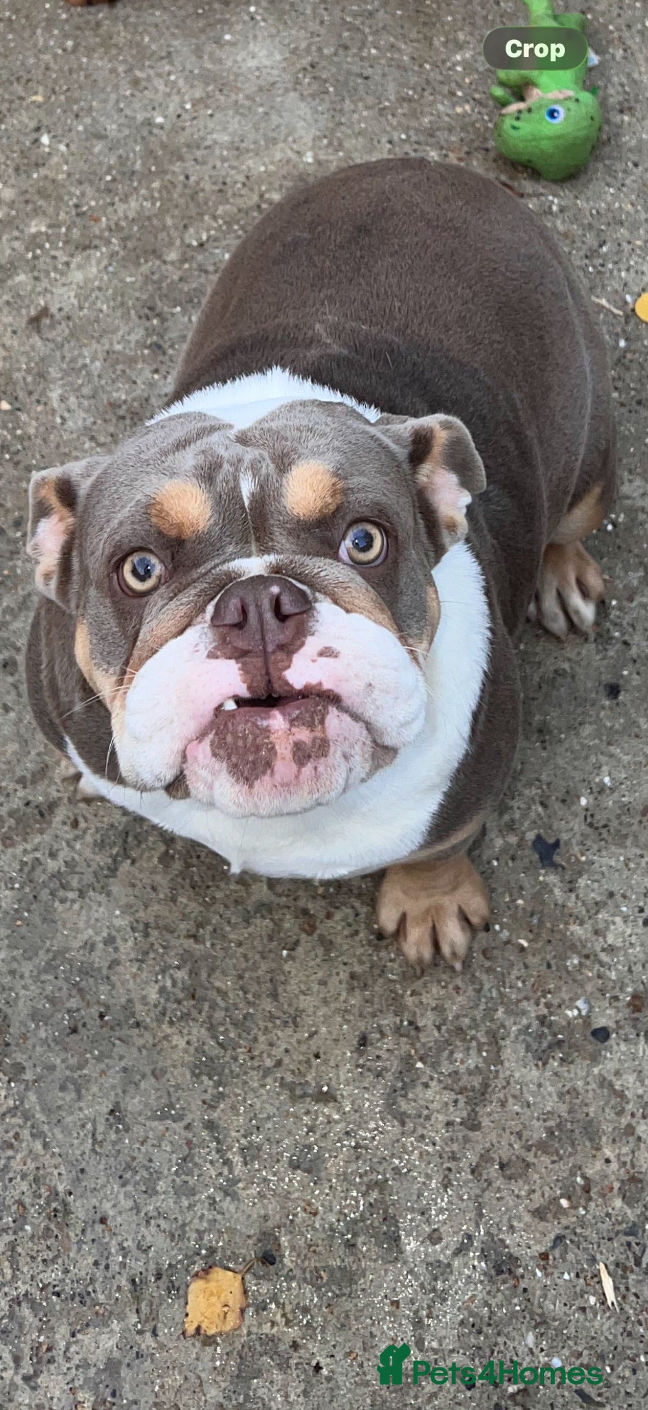 English Bulldog dogs Female English bulldog  - Advert 9