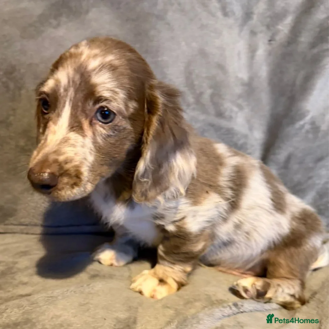 Miniature Dachshund dogs for sale: Miniature Dachshund Pups For Sale ❤️  - Advert 4