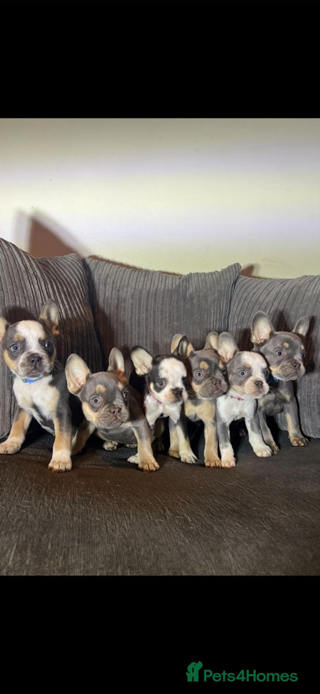 French Bulldog dogs for sale: Premium French Bulldog Puppies  - Advert 12
