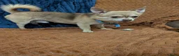 Chihuahua dogs for stud: Beautiful Male Chihuahua for stud - Advert 10