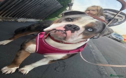 Olde English Bulldogge dogs for sale: Olde English Bulldogg - Image 2