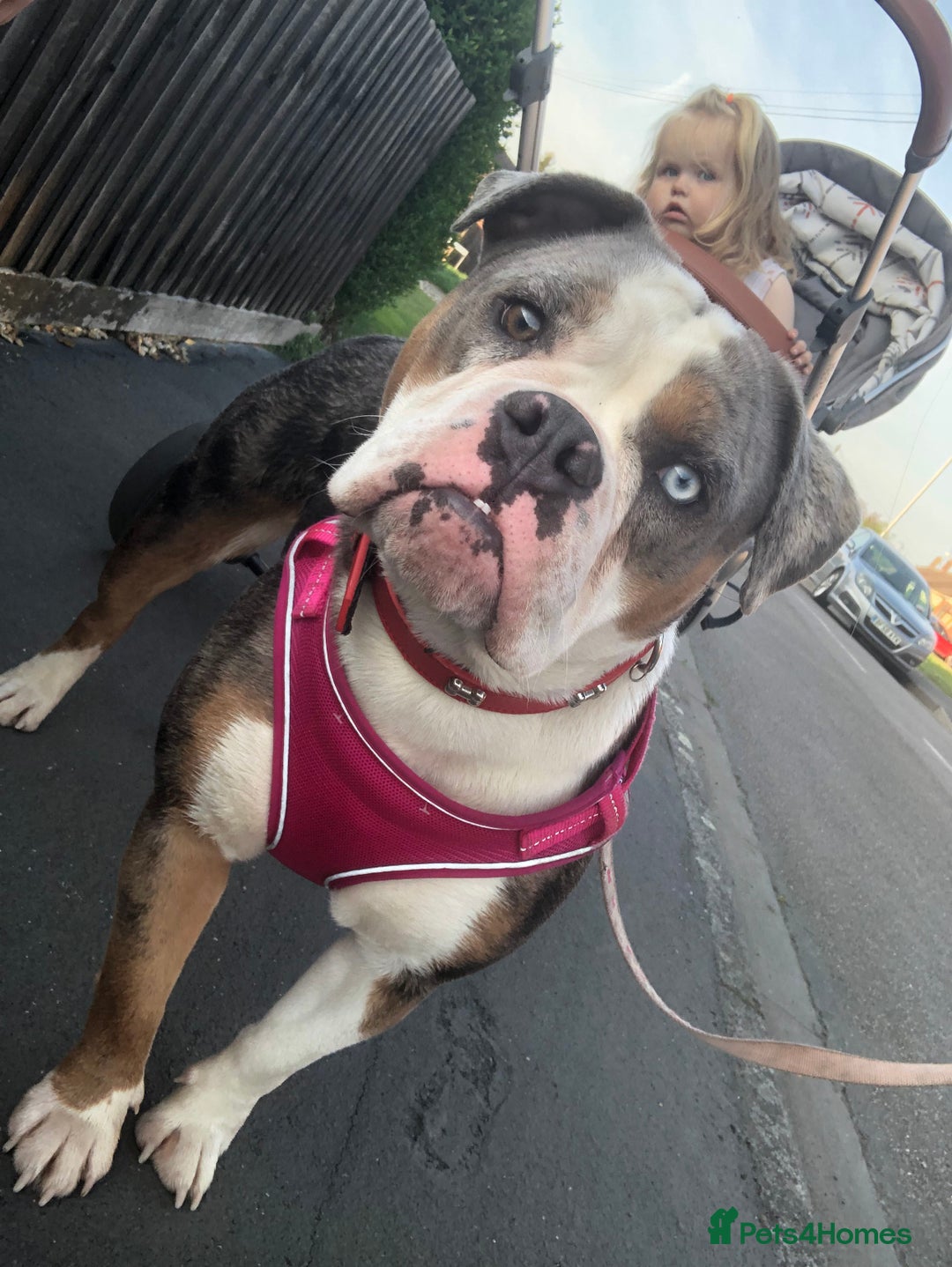 Olde English Bulldogge dogs for sale: Olde English Bulldogg - Image 2