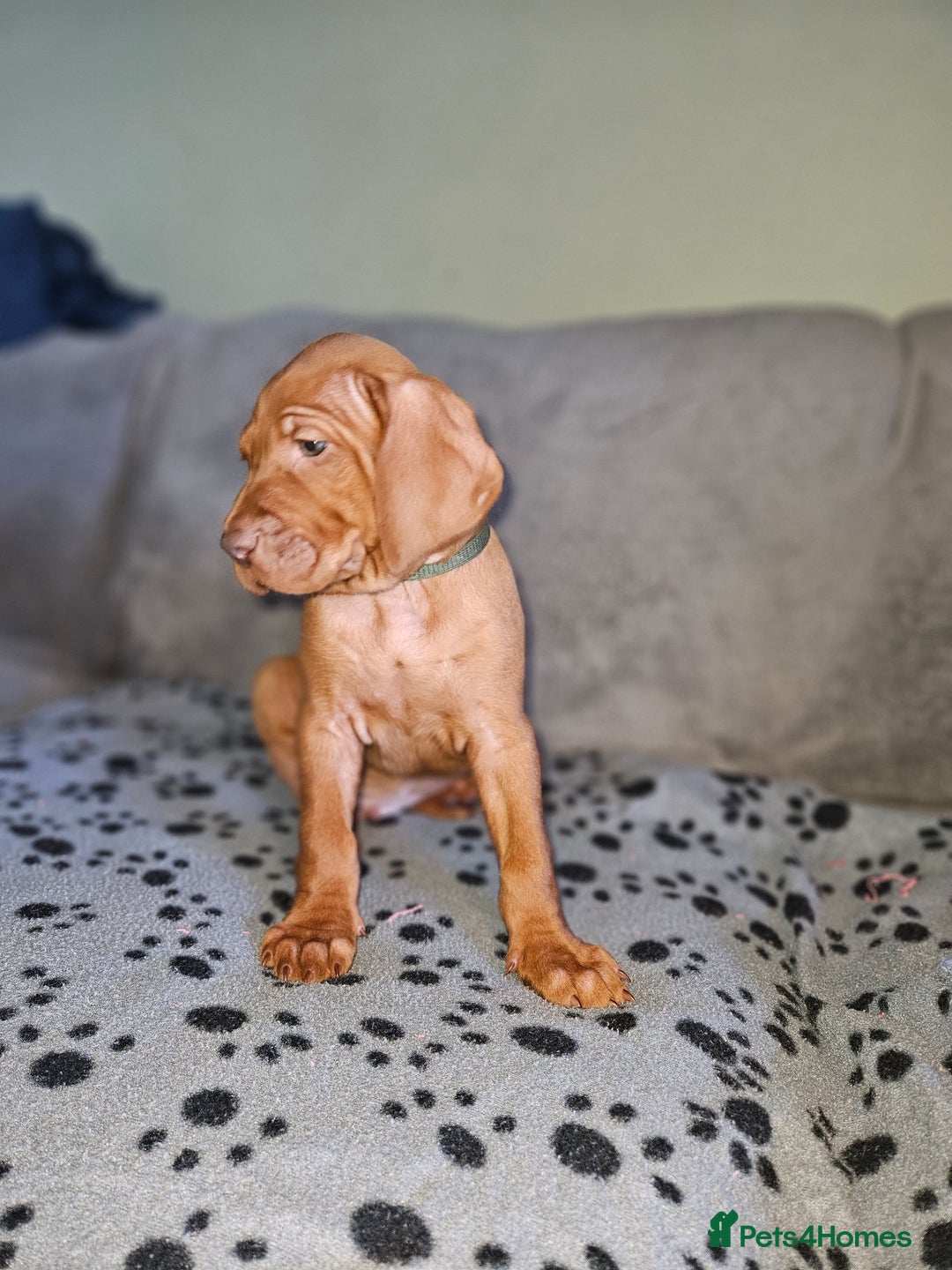 Hungarian Vizsla dogs for sale: 🏆🇭🇺 KC Registered Hungarian Vizsla Pups - Advert 23