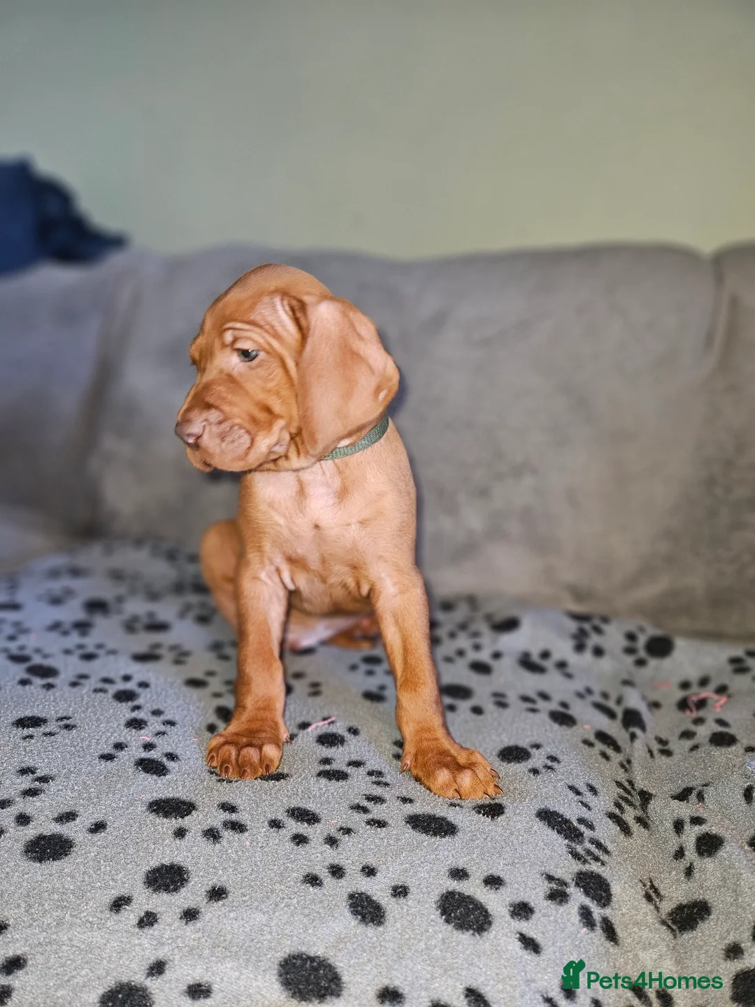 Hungarian Vizsla dogs for sale: 🏆🇭🇺 KC Registered fully trained HungarianVizsla - Advert 26