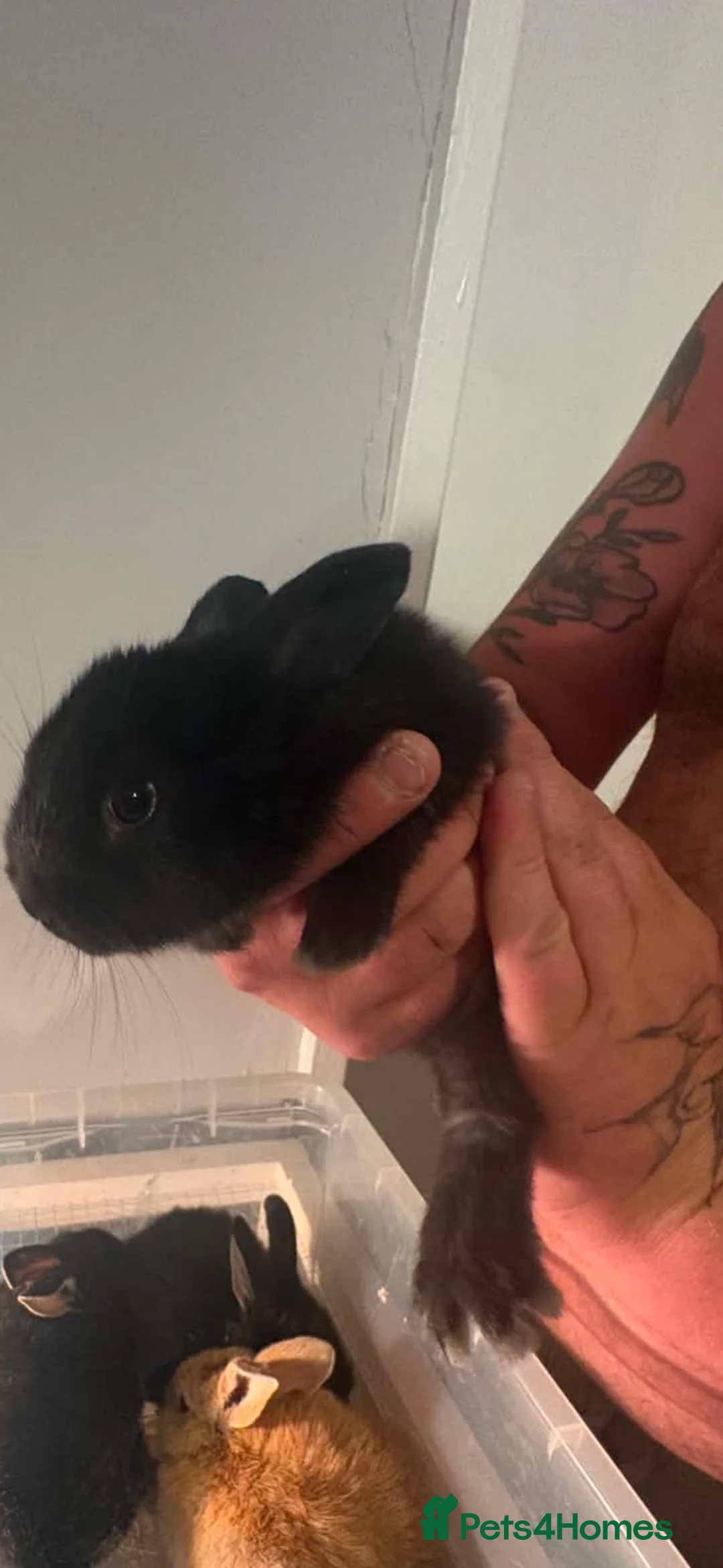 Mini Lop rabbits for sale: Baby mini lops - Advert 7