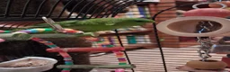 Parakeets birds for sale: Barred (lineolated) parakeet - Advert 1