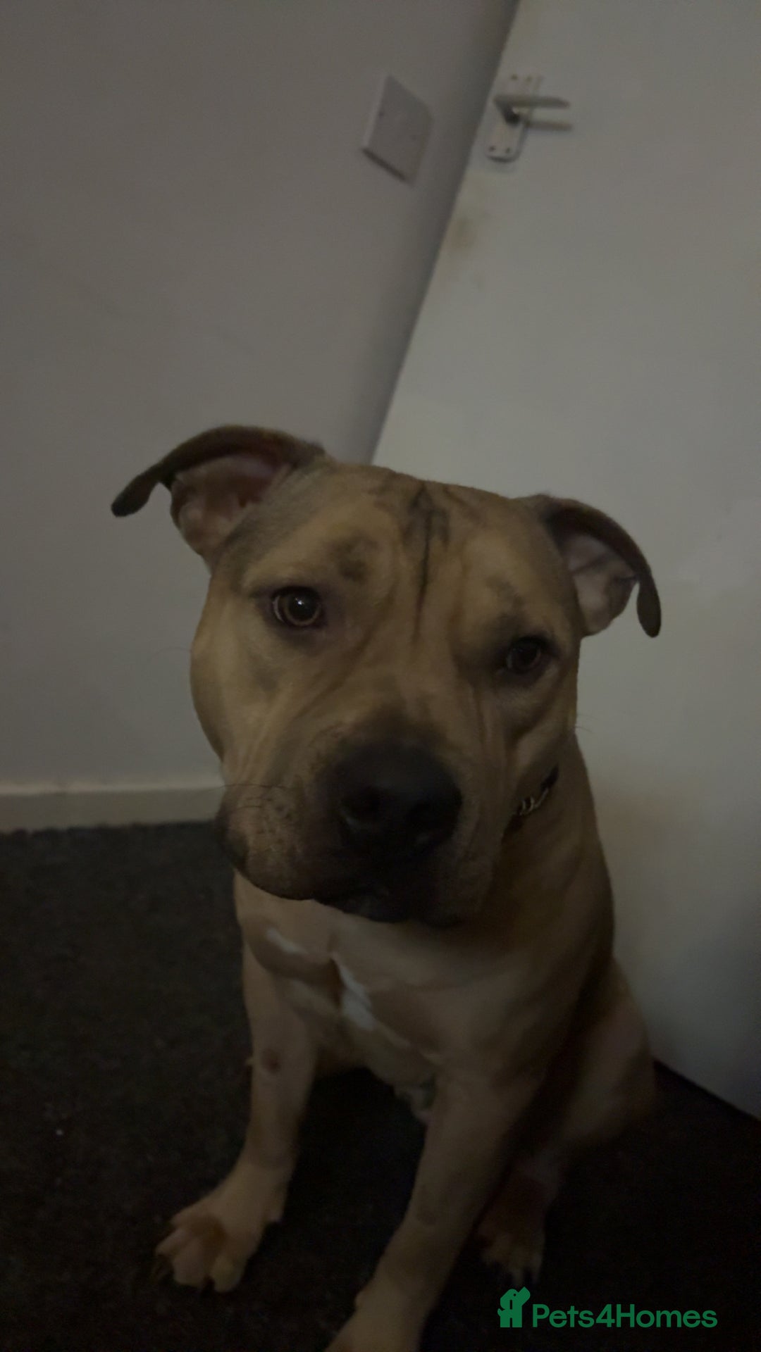 American Bully dogs for sale: Bailey  - Advert 4