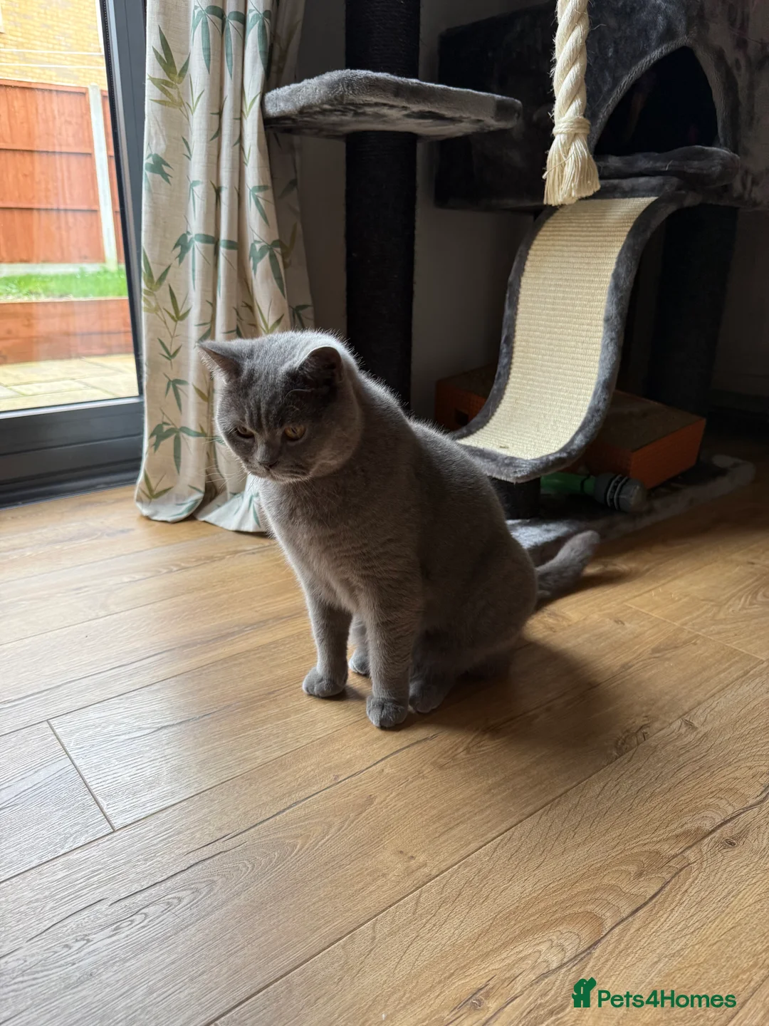 Brazilian Shorthair cats for sale: 2 BSH - Advert 7