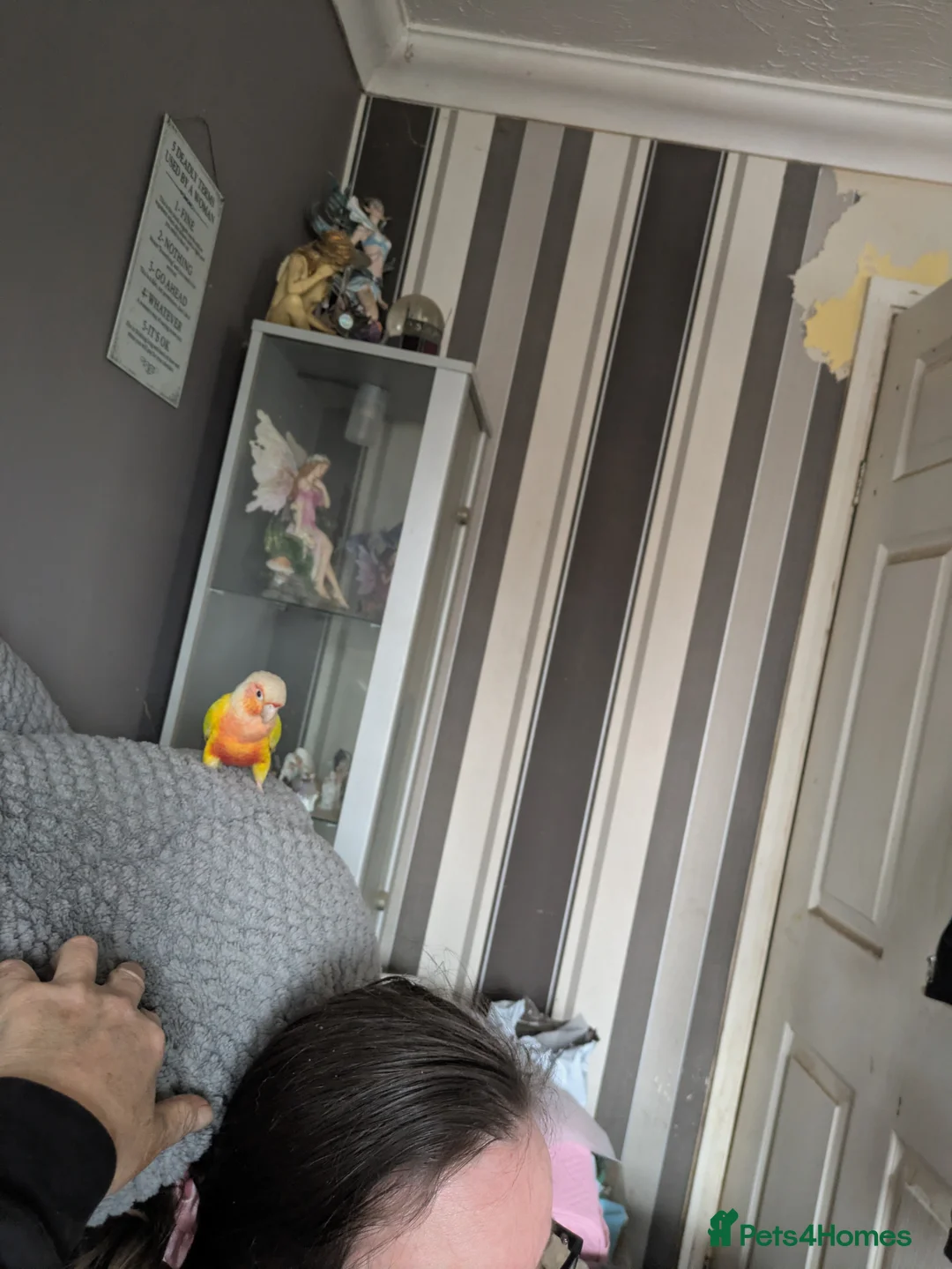 Conures birds for sale: Bonded female conures - Advert 2