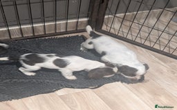 Cocker Spaniel dogs for sale: 2 x BOYS - KC Reg Working Cocker Spaniels - Image 3