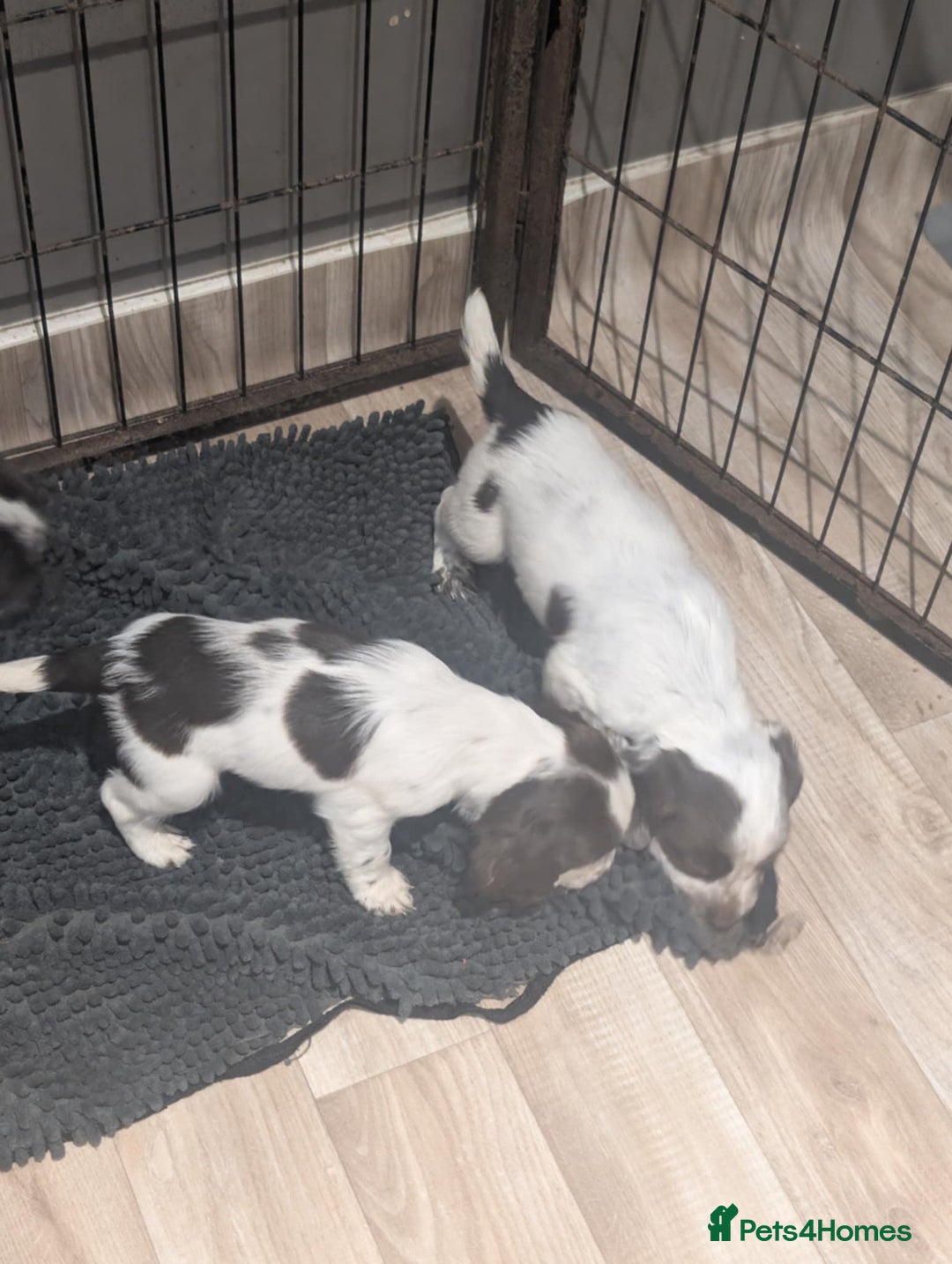 Cocker Spaniel dogs for sale: 2 x BOYS - KC Reg Working Cocker Spaniels - Image 3