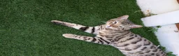 Bengal cats for sale: 2 Bengal kittens  - Advert 6