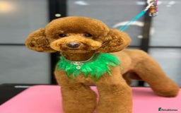 Toy Poodle dogs for stud: MULTI-AWARD WINNING SHOW DOG FOR STUD✨🐩 - Image 15