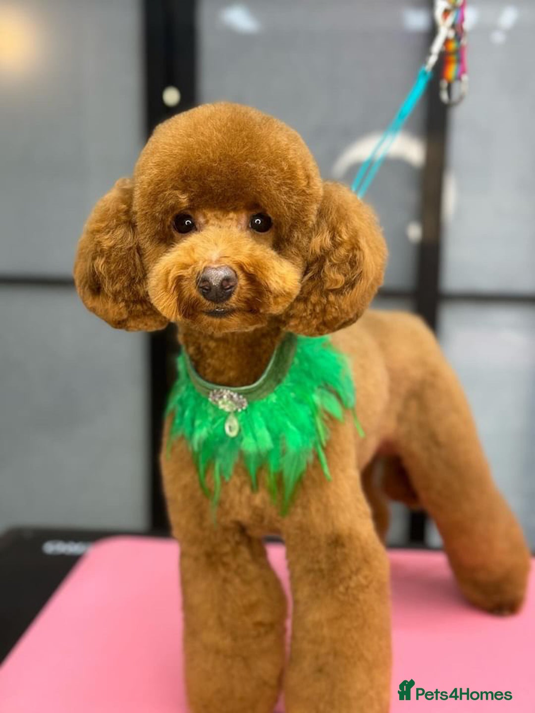 Toy Poodle dogs for stud: MULTI-AWARD WINNING SHOW DOG FOR STUD✨🐩 - Image 15