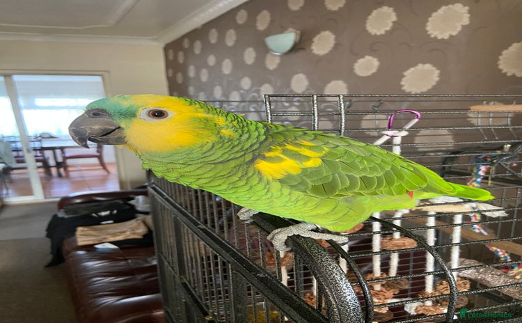 Parrots birds Semi Tamed Blue Fronted Amazon Parrot For Sale - Advert 11