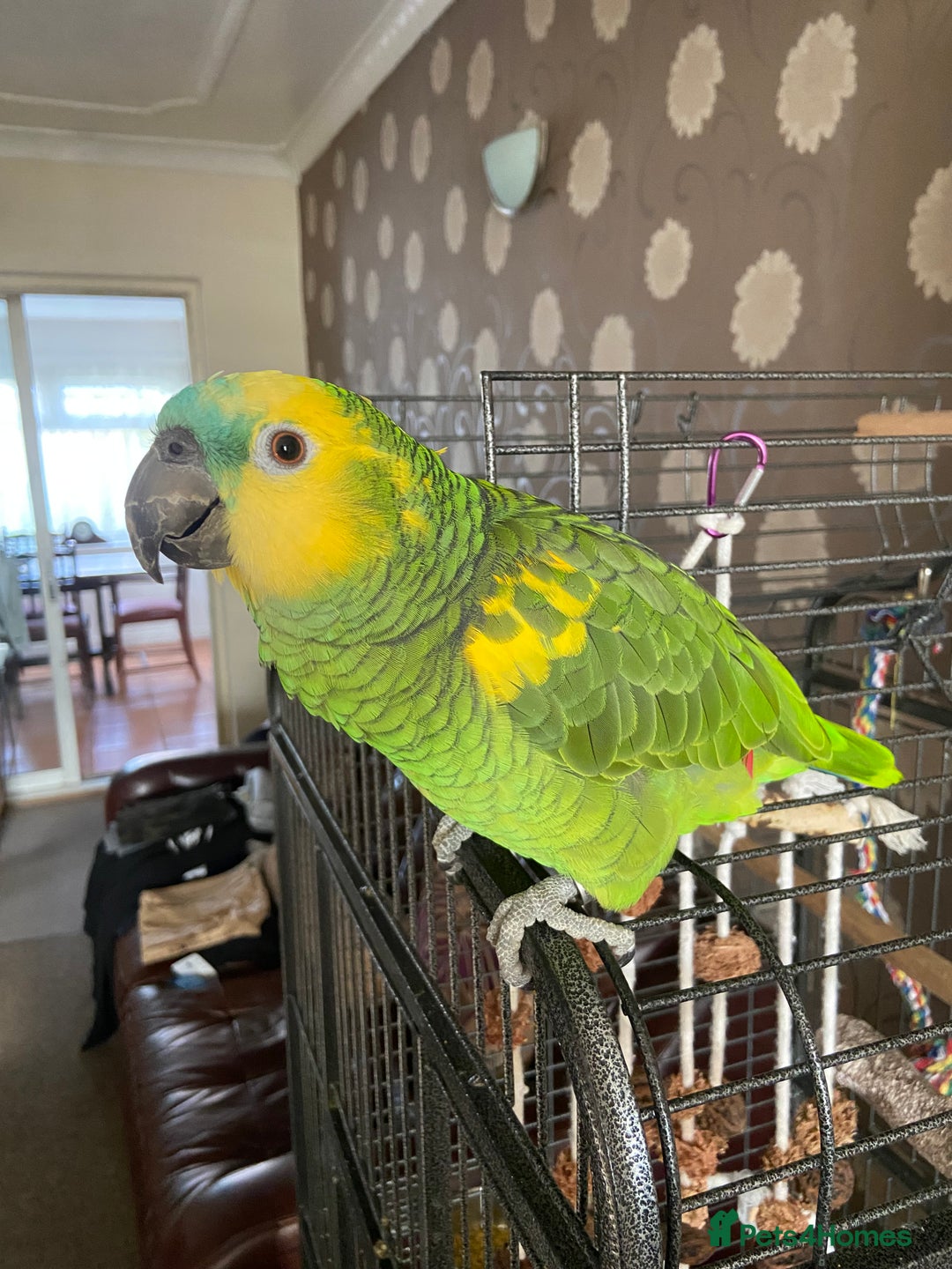 Parrots birds for sale: Semi Tamed Blue Fronted Amazon Parrot For Sale - Advert 1