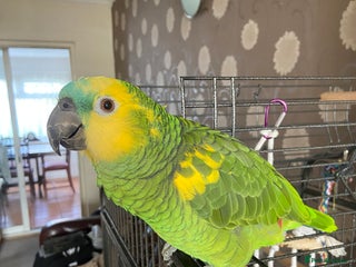 Parrots birds for sale: Semi Tamed Blue Fronted Amazon Parrot For Sale - Advert 1