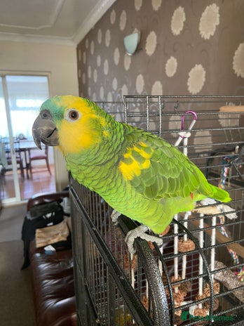 Parrots birds Semi Tamed Blue Fronted Amazon Parrot For Sale - Advert 2