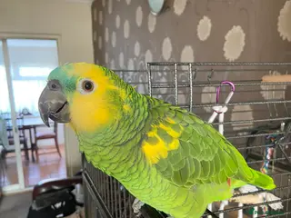 Parrots birds Semi Tamed Blue Fronted Amazon Parrot For Sale - Advert 16