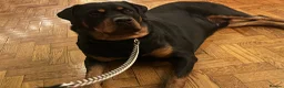 Rottweiler dogs for stud: Looking a female Rottweiler to breed with my male  in London - Advert 4