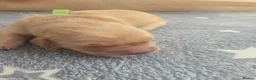 Golden Retriever dogs for sale: KC Pedigree Golden Retriever Puppies - Advert 10