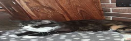 Mixed Breed cats for sale: Maine coon mix persian - Advert 3