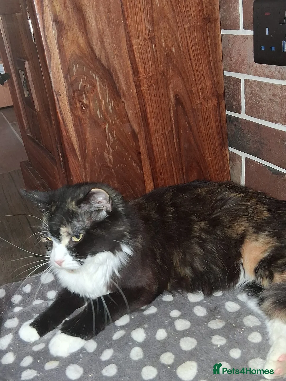 Mixed Breed cats for sale: Maine coon mix persian - Advert 3