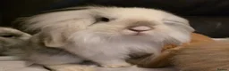 Mini Lop rabbits for sale: Mini lop x mini lion lop babies available now - Advert 15