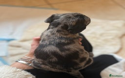 Mixed Breed dogs for sale: Merle sprocker x lurcher puppies  - Image 9
