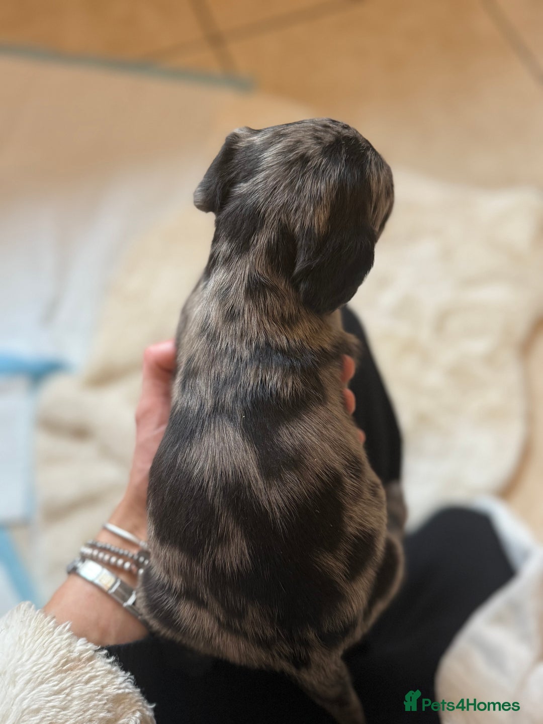 Mixed Breed dogs for sale: Merle sprocker x lurcher puppies  - Image 9