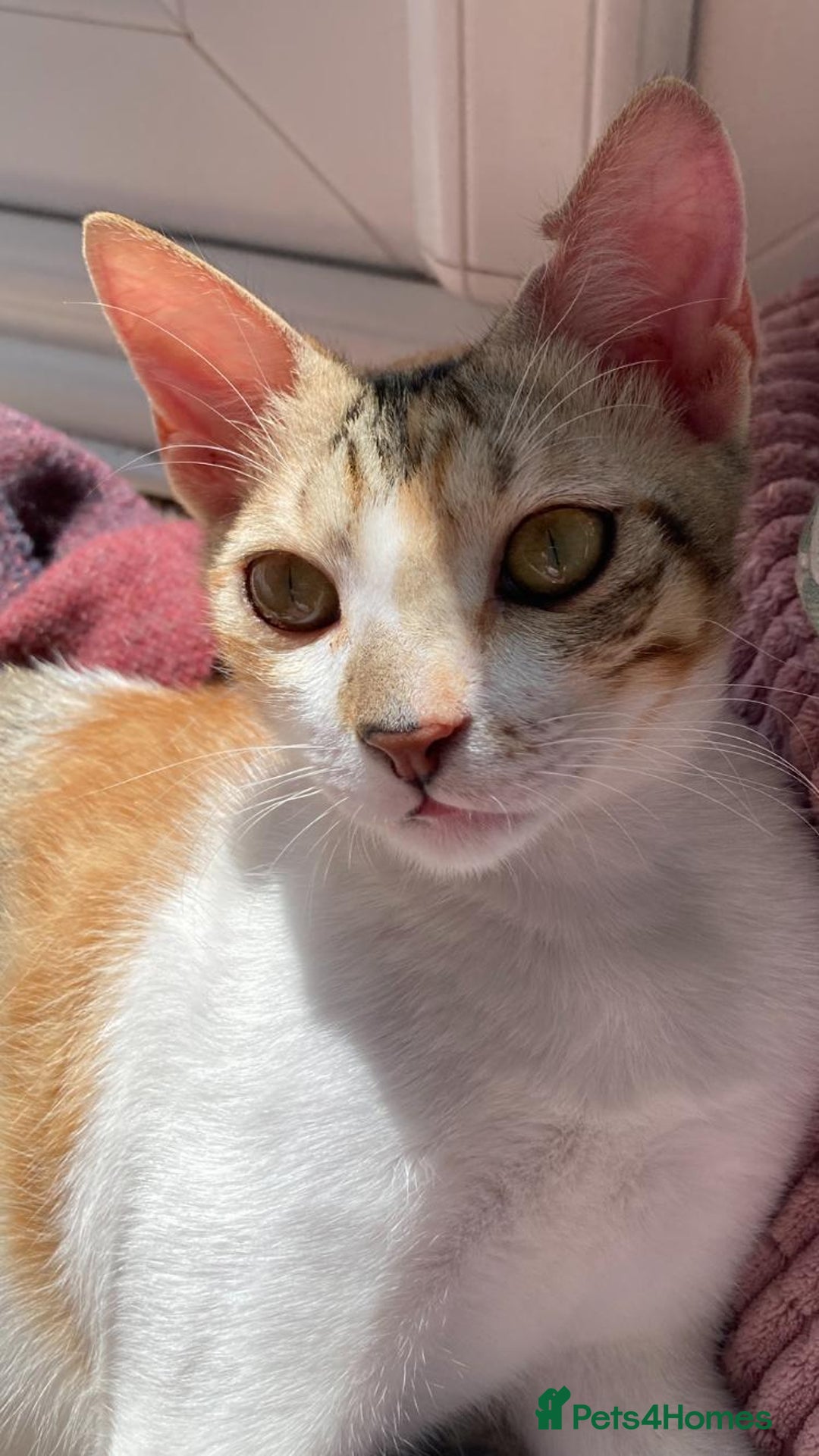 Mixed Breed cats for adoption: PUDDING -INTELLIGENT- CHEEKY GIRL THAT ENTERTAINS - Image 11